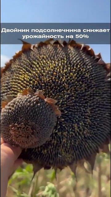 Двойник подсолнечника снижает урожайность на 50 %