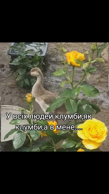 #рекомендации #shortvideo #viral #funny #тварини #клумба