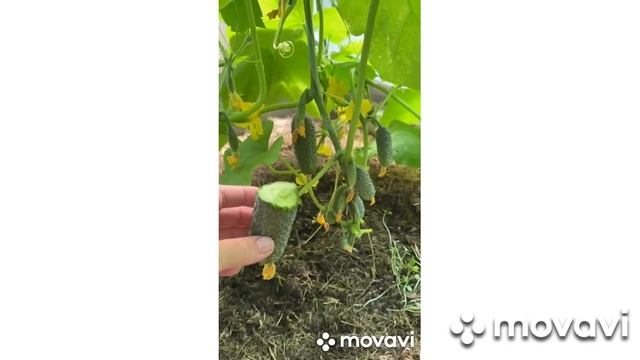 ТРИ ЛУЧШИХ АКЦИИ ПО СЕМЕНАМ В МАЕ 2024 Г // ВАЦАП ДЛЯ ЗАКА?