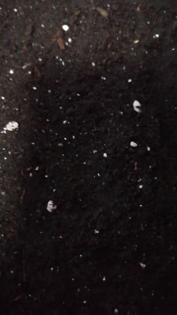 Сажаем рассаду болгарского перца 🌶️🌶️🌶️