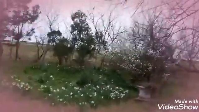 Весна у дома моего.