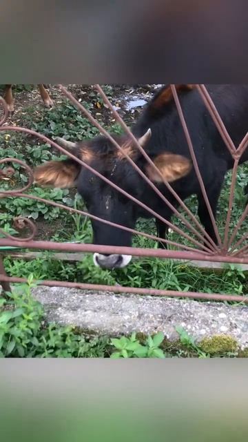 Поцеловал корову 😄 #пушистыйдруг #шпиц #собака #щенок #белыйшпиц #бонди #шпиц_померанский