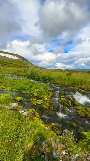 Магическая картинка спокойствия • Дикий одиночный по