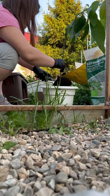 Пересаживаю авокадо #садоводство #авокадо #пересадка #