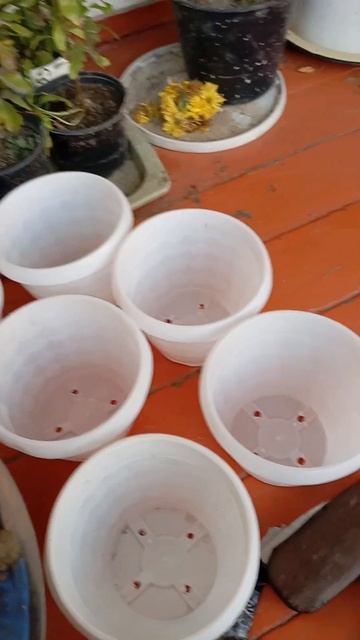 15 ноября 2024 г. Пересадка в новые горшки клиенту