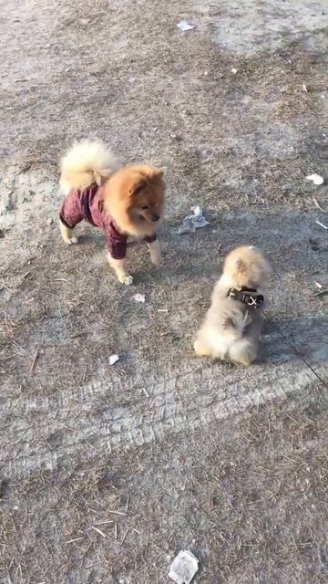 Шпиц хочет играть