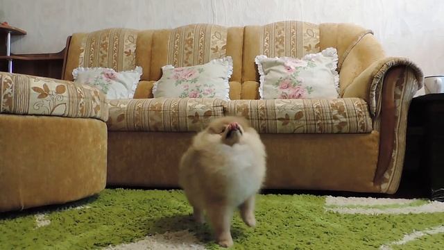 ПРОДАЕТСЯ! Шпиц померанский,