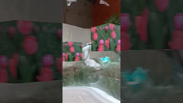 Международная выставка-форум Россия#Москва#ВДНХ#павильон 75#регионы#развлечения