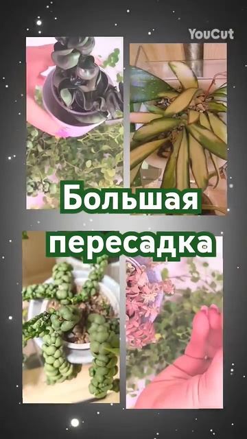 Большая пересадка #plants #растения #garden #succulent #цветы