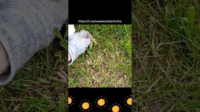 Одуванчики