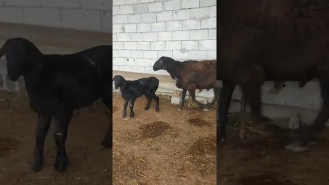 Гиссарский кошкар 4 тис багасы 600$ ☎️ 99 490 33 44