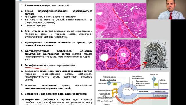 ВВЕДЕНИЕ В ЧАСТНУЮ ГИСТОЛОГИЮ ЛЕКЦИЯ