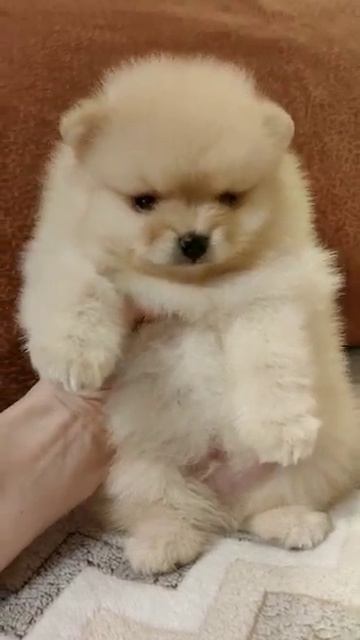 Щенки Померанского шпица