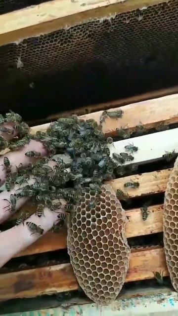 пересадка роя в улей, пчелы особо не кусаются в этот мо