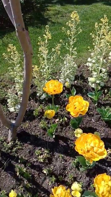 Сочи парк Клумбы