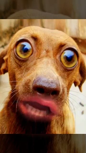 Смехотень смотреть всем 