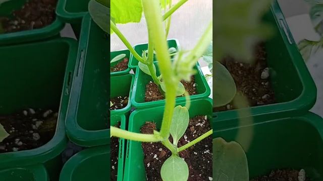 2 года каналу Подрастюшино на Ютюбе.Присоединяйтесь🤗