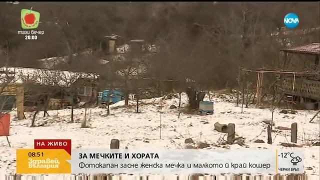 Фотокапан засне две мечки на Витоша - Здравей, България (11.12.2018г.)