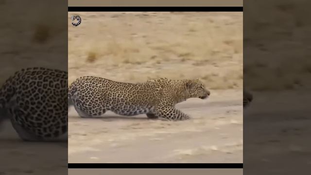 Он ОКАЗАЛСЯ ЗАЖАТ в ТИСКИ