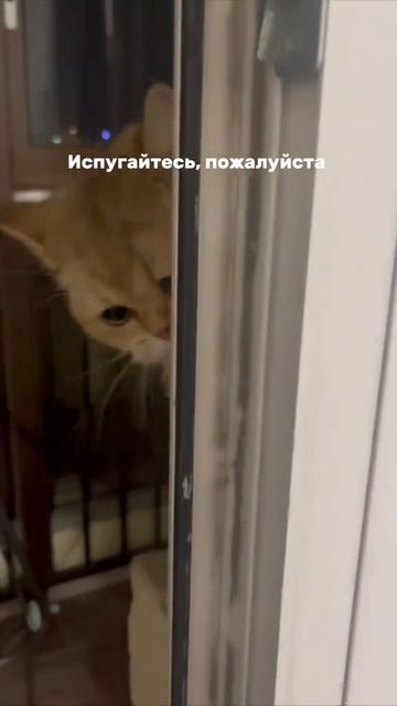котики