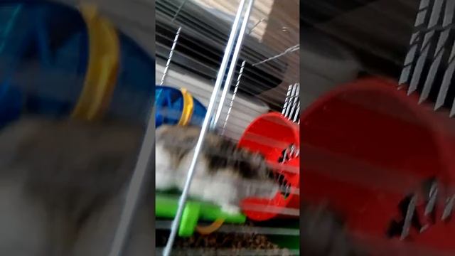 Дурний начальник бургер