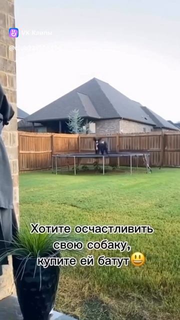 Собака прыгает на батуте🐕