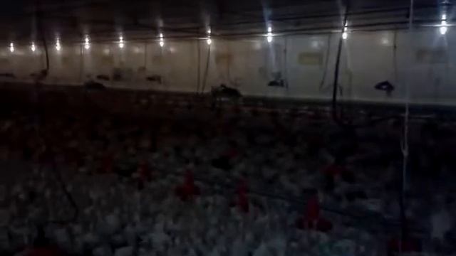 Разговор с индюками