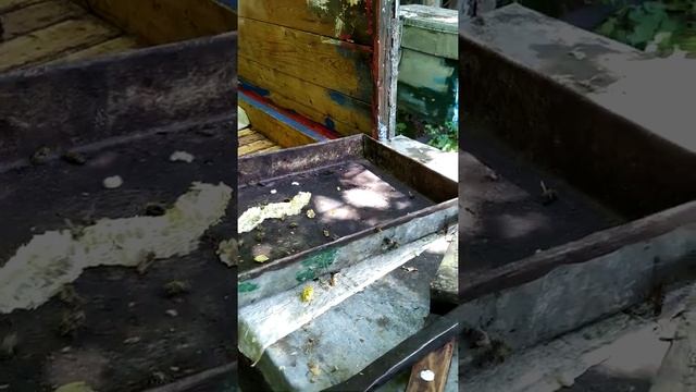 Матка засеяла язык. И что делать? 26.06.22.