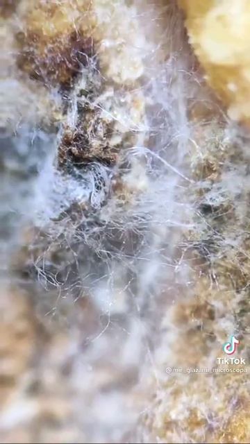 Подпишись на наш канал и смотри другие смешные видео