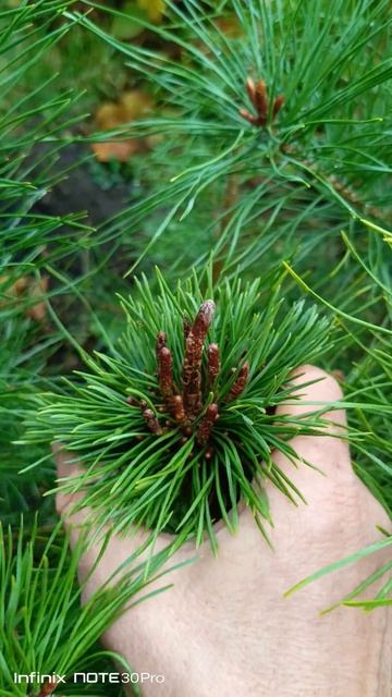 Метлица, горная сосна на сильном подвое