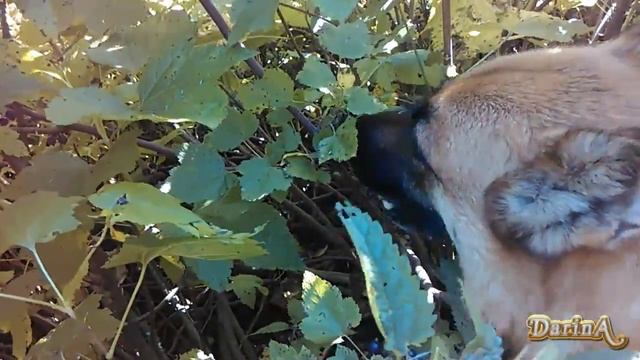 Собака ест ягоды смородины прямо с куста.