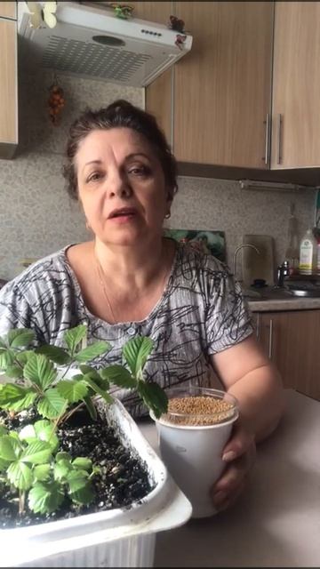 Клубника + горчица = огромный урожай