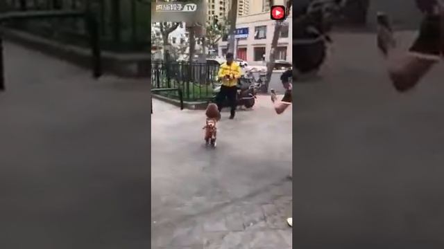 Прикол 2019год в китайском городе