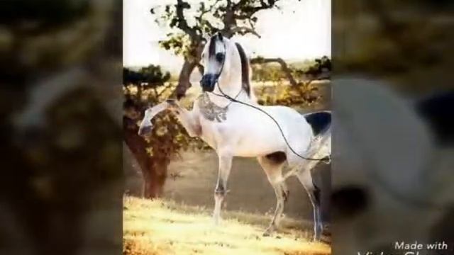 0659b2ac0deb19b9334c960af476cca1