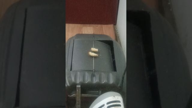 Мышеловка новая версия