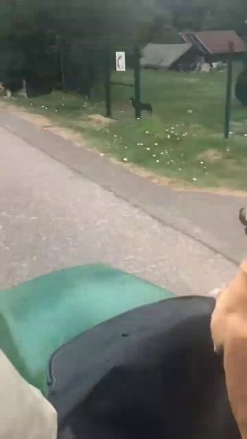 пёс мотогонщик#приколы с собаками#смешное видео#собаки