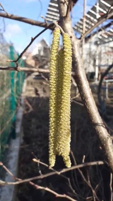 Цветет фундук