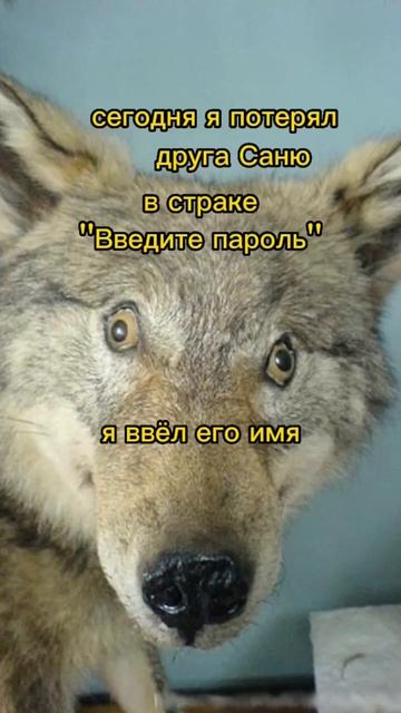 мем волчьи цытаты безумно можно быть первым