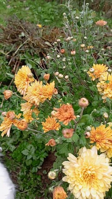 Осенние цветы, самые ценные.