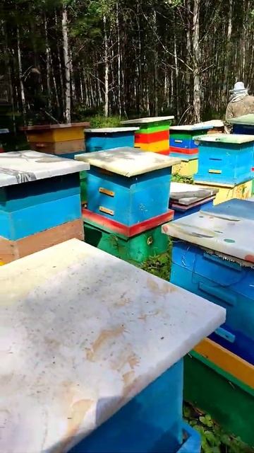 отбираем сотовый мёд на откачку с первого точка