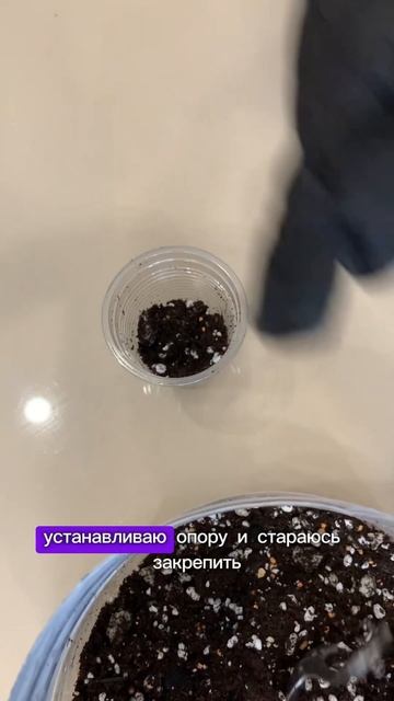 Пересадка дисхидии🌱 #plants #цветы #комнатныерастения #р