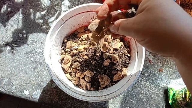 Кактус Эхинопсис пересадка