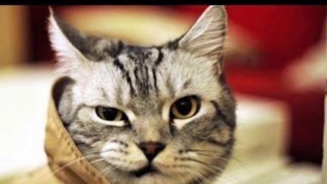 Песня про кота-Мой кот любит хип-хоп!