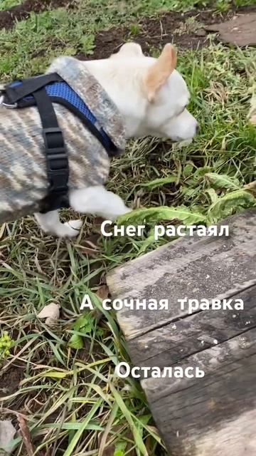 У нас растаял снег , а сочная травка такая вкусная