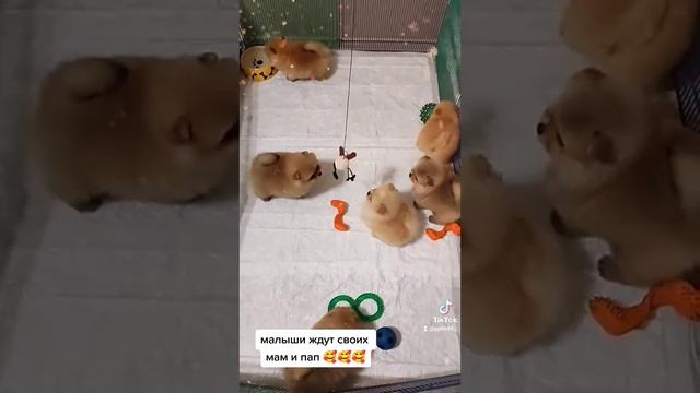 померанский шпиц мальчики и девочки мини 🔥