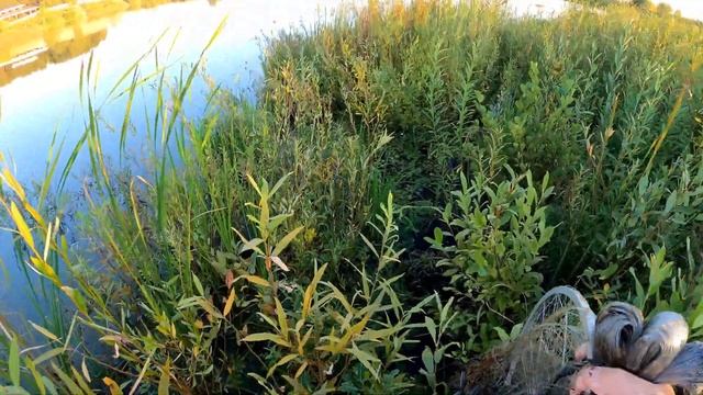 Первая осенняя рыбалка кастинговой сетью 2024г. Щучка п?