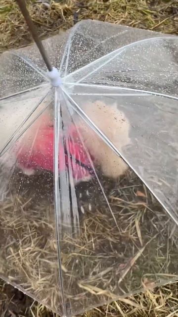 Буся #шпиц под зонтиком для собак гуляет в дождь #pomeranian #собака #померанскийшпиц #cutedog