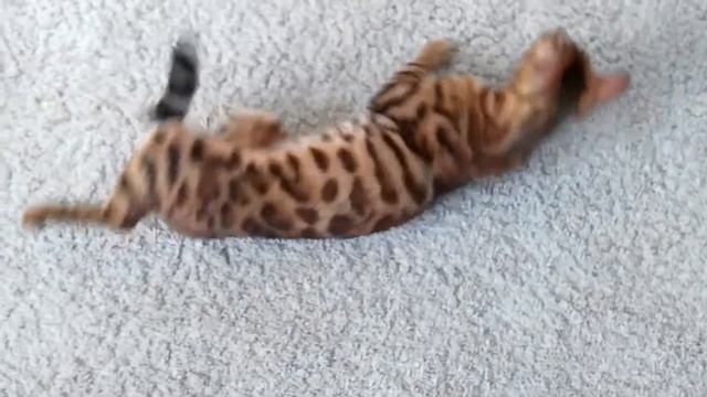 Смотри Брейк Данс моей кошки Нои!