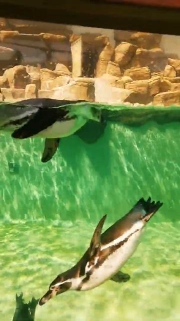 пингвинчики. зоо новосибирск