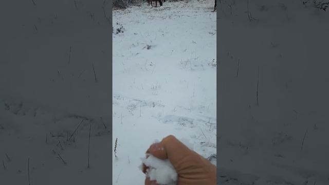 снег упал, лошади пасутся по снегу